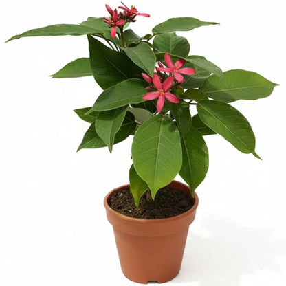 Jatropha Integerrima, Peregrine, Spicy Jatropha – image 1