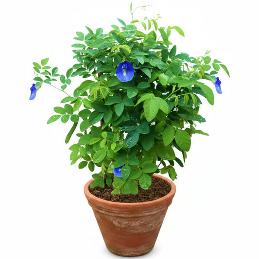 Clitoria ternatea, Butterfly Pea – image 1
