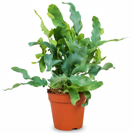 Blue Star Fern, Phlebodium Blue Star – image 1