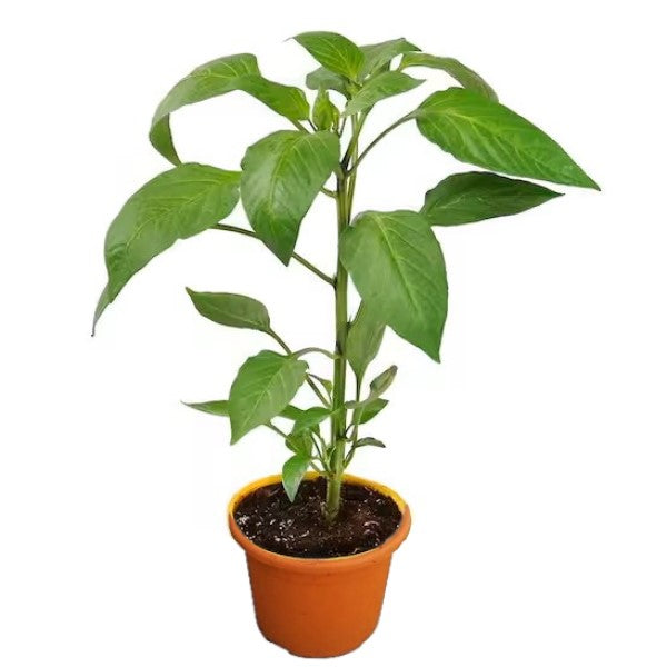 Capsicum Plant, Bell Pepper, Red Pepper – image 3
