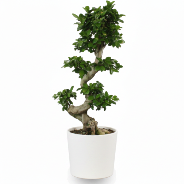 Ficus S Bonsai – image 2