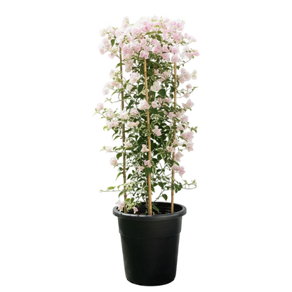 Bougainvillea Cocoice, Coconut Ice – image 5