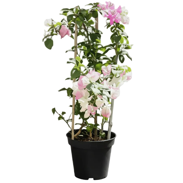 Bougainvillea Cocoice, Coconut Ice – image 6