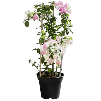 Bougainvillea Cocoice, Coconut Ice – image 6