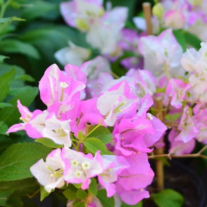 Bougainvillea Cocoice, Coconut Ice – image 3