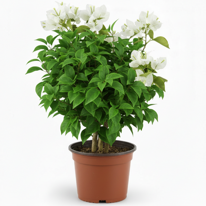 Bougainvillea Glabra White – image 10