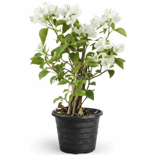 Bougainvillea Glabra White – image 3