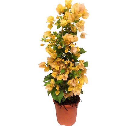 Bougainvillea Gold – image 3