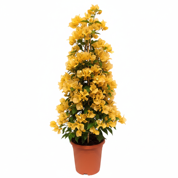 Bougainvillea Gold – image 1