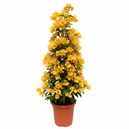 Bougainvillea Gold – image 1