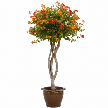Bougainvillea Multicolor Specimen Single Head – image 9