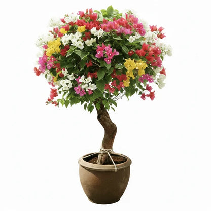 Bougainvillea Multicolor Specimen Single Head – image 1