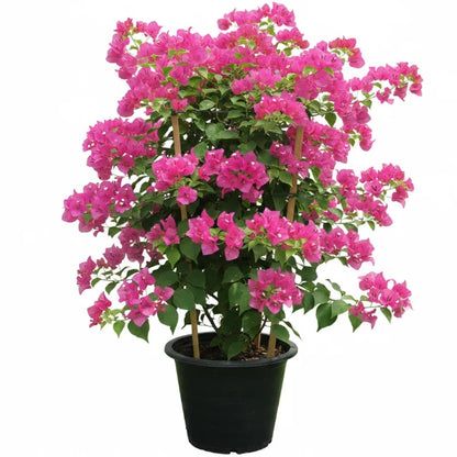 Great Bougainvillea, Bougainvillea Spectabilis – image 2