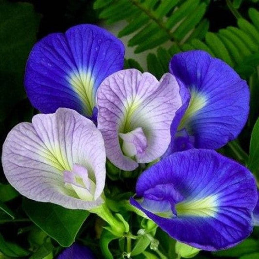 Clitoria ternatea, Butterfly Pea – image 2