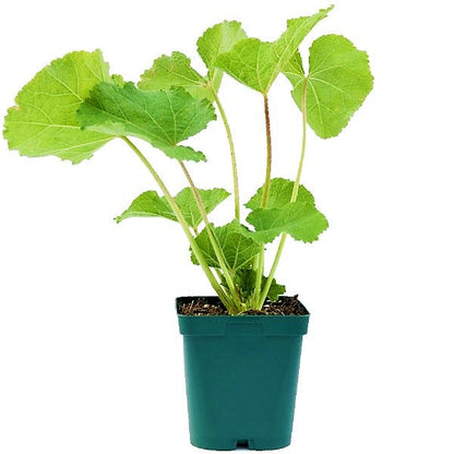 Hollyhocks Flower Plant, Alcea – image 5