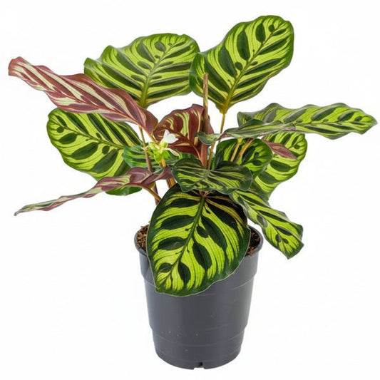 Calathea Makoyana, Cathedral Windows – image 1