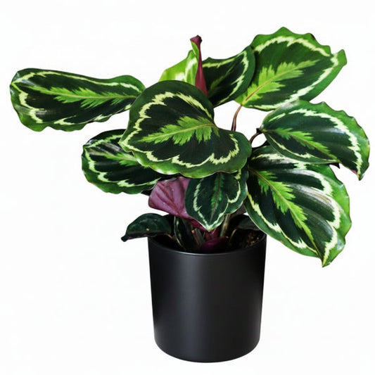 Calathea Medallion, Peacock Plant – image 2