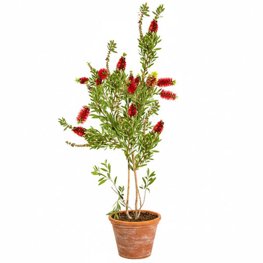 Callistemon Viminalis, Bottle Brush – image 1