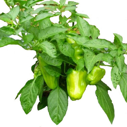 Capsicum Plant, Bell Pepper, Red Pepper – image 2