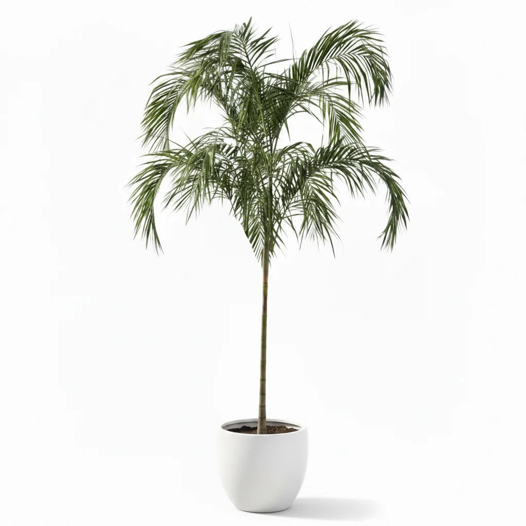 Carpentaria Palm, Carpentaria Acuminata – image 4