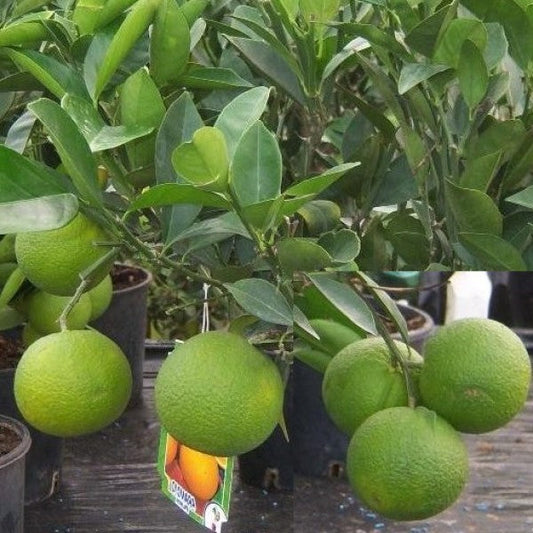 Citrus orange, Sinensis Spain – image 2