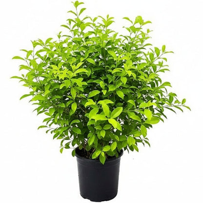 Clerodendrum inerme, Wild Jasmine – image 4
