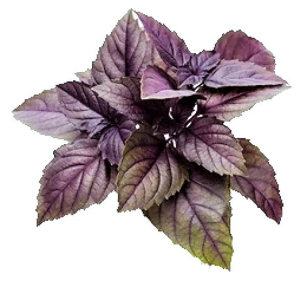 Red Sweet Basil, Sweet Genovese – image 2