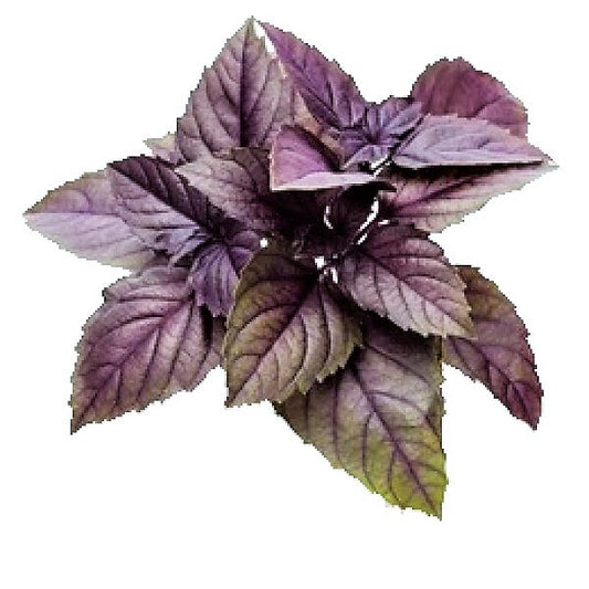 Red Sweet Basil, Sweet Genovese – image 2