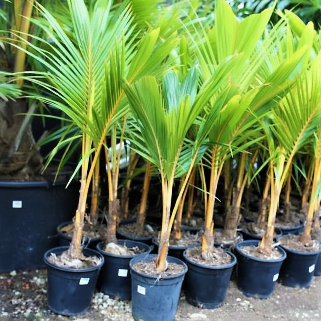 Coconut Palm, Cocos Nucifera – image 7