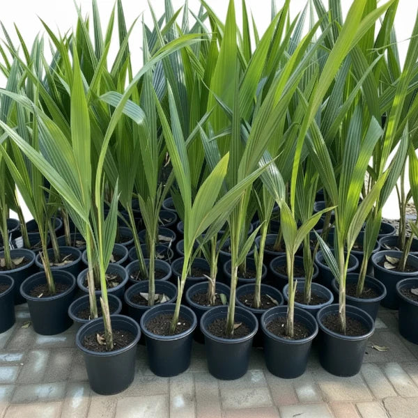 Coconut Palm, Cocos Nucifera – image 5