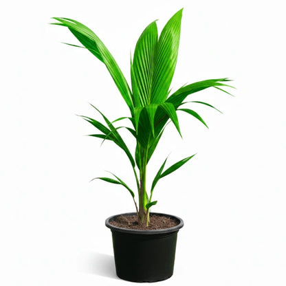 Coconut Palm, Cocos Nucifera – image 4