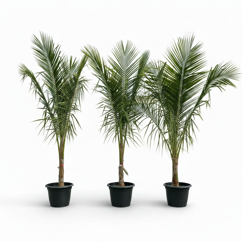 Coconut Palm, Cocos Nucifera – image 8