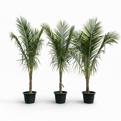 Coconut Palm, Cocos Nucifera – image 8