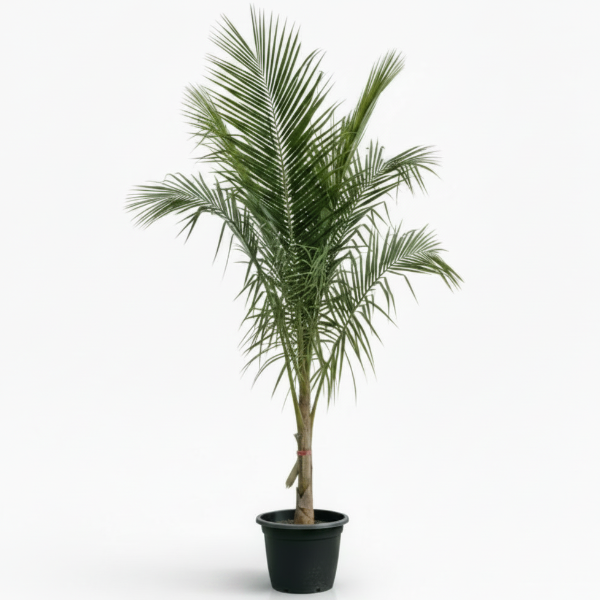 Coconut Palm, Cocos Nucifera – image 2