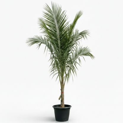 Coconut Palm, Cocos Nucifera – image 2