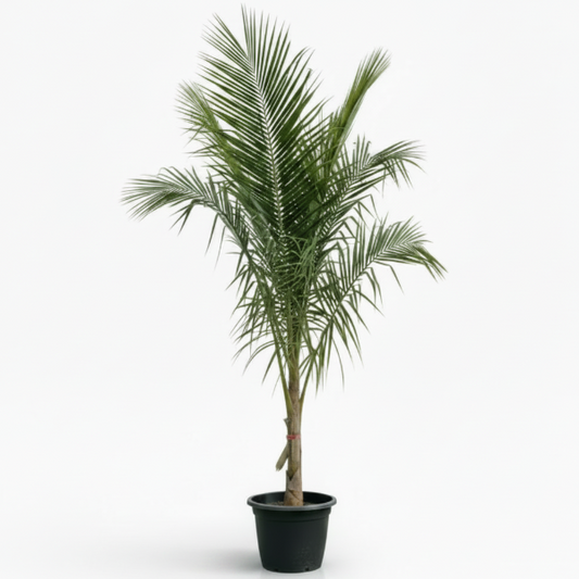 Coconut Palm, Cocos Nucifera – image 2