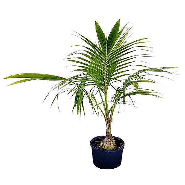 Coconut Palm, Cocos Nucifera – image 3