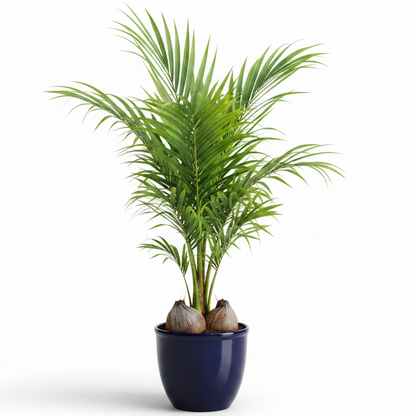Coconut Palm, Cocos Nucifera – image 12