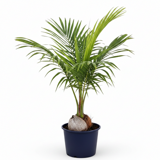 Coconut Palm, Cocos Nucifera – image 1