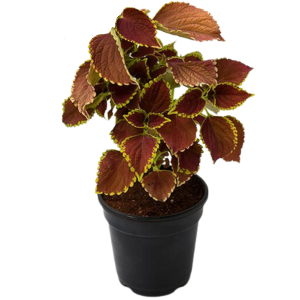 Coleus Mix per piece (small) – image 6