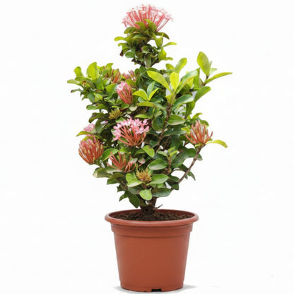 Ixora Different colours – image 2