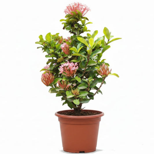 Ixora Different colours – image 2