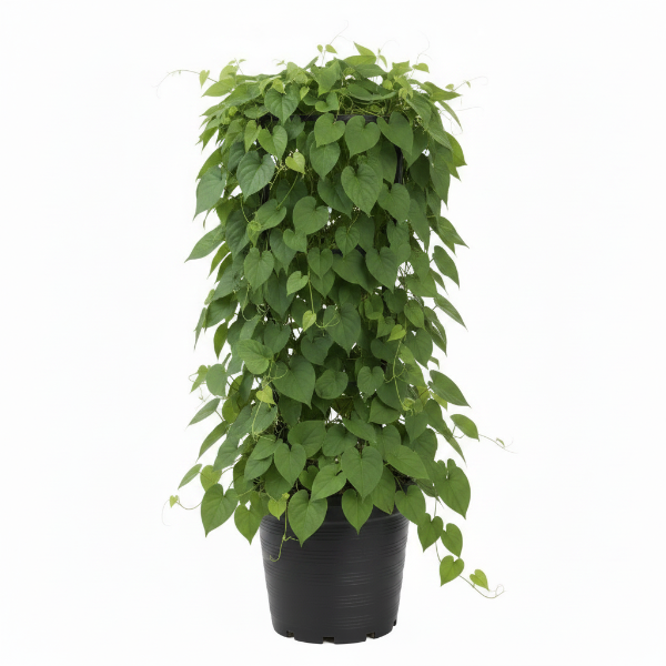 Antigonon Leptopus, Coral vine, Mexican Creeper – image 4