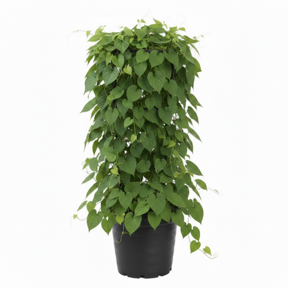 Antigonon Leptopus, Coral vine, Mexican Creeper – image 4