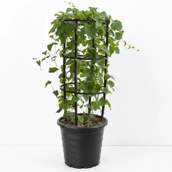 Antigonon Leptopus, Coral vine, Mexican Creeper – image 2
