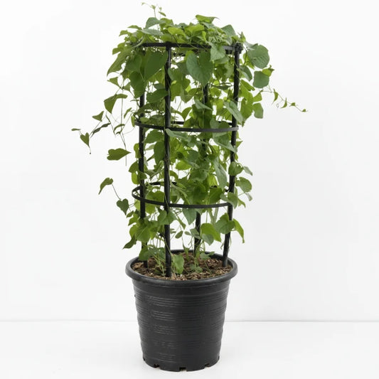 Antigonon Leptopus, Coral vine, Mexican Creeper – image 2