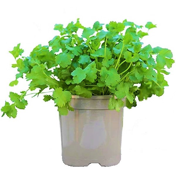 Coriander Plant, Chinese Parsley, Dhania – image 1