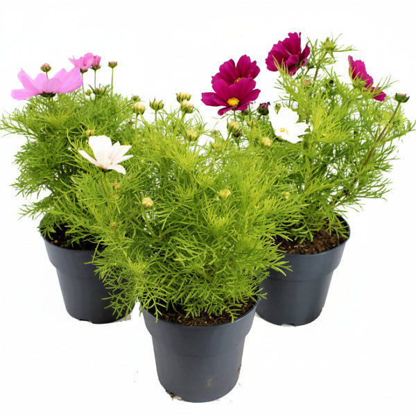 Cosmos Flowering Plant – image 2