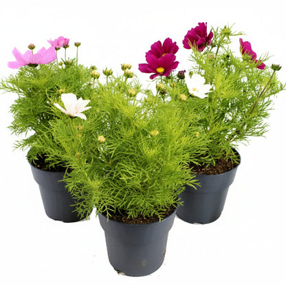 Cosmos Flowering Plant – image 2