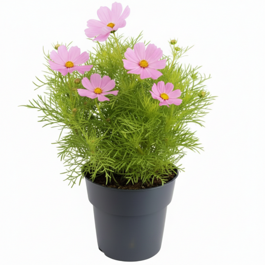 Cosmos Flowering Plant – image 1